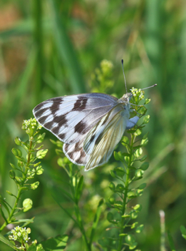 Checkered White female ovipositing